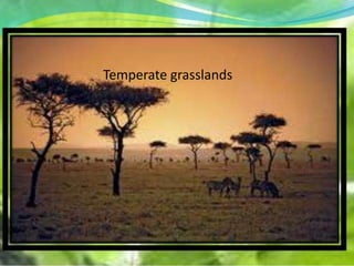 Temperate grasslands
 