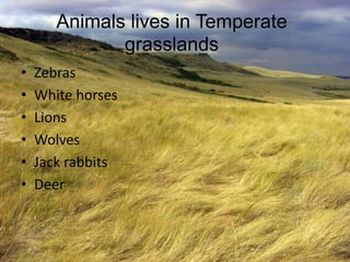 Animals lives in Temperate
grasslands
• Zebras
• White horses
• Lions
• Wolves
• Jack rabbits
• Deer
 