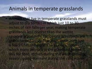 Animals in temperate grasslands
• Animals that live in temperate grasslands must
adjust to dry terrain in which just 10 to 30
inches of rain falls per year, making temperate
grasslands less diverse than the wetter
savanna grasslands. Temperate grasslands are
characterized by short grasses measuring just
a few inches in height. The grasses, upon
which many animals in the grassland biome
rely for food, thrives during the warm growing
season, going dormant during the cold winter.
 