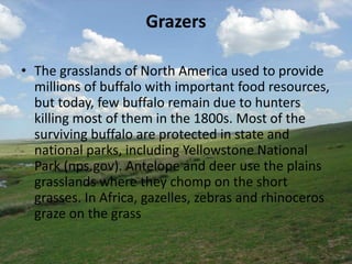 Grazers
• The grasslands of North America used to provide
millions of buffalo with important food resources,
but today, few buffalo remain due to hunters
killing most of them in the 1800s. Most of the
surviving buffalo are protected in state and
national parks, including Yellowstone National
Park (nps.gov). Antelope and deer use the plains
grasslands where they chomp on the short
grasses. In Africa, gazelles, zebras and rhinoceros
graze on the grass
 