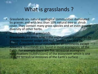 What is grasslands ?
• Grasslands are natural ecological communities dominated
by grasses and with less than 10% natural tree or shrub
cover. They contain many grass species and an even greater
diversity of other herbs.
• There two kinds of grasslands
• Grasslands are areas where the vegetation is dominated by
grasses however sedge and rush families can also be
found. Grasslands occur naturally on all continents except
Antartica. Grasslands are found in most ecoregions of the
Earth. For example there are five terrestrial ecoregions
classifications (subdivisions) of the ecosystem which is one
of eight terrestrial ecozones of the Earth's surface
 