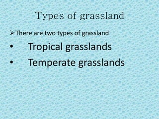 Types of grassland
There are two types of grassland
• Tropical grasslands
• Temperate grasslands
 