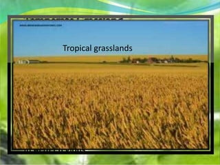 Tropical grasslands
 