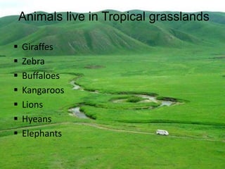 Animals live in Tropical grasslands
 Giraffes
 Zebra
 Buffaloes
 Kangaroos
 Lions
 Hyeans
 Elephants
 