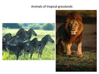 Bibliography
Animals of tropical grasslands
 