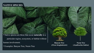 Effects of Invasive Plants Species on Local Ecosystem | PPTX