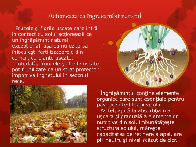 Rolul plantelor in natura