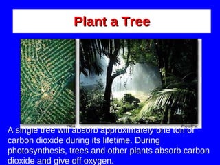 Plant a Tree A single tree will absorb approximately one ton of carbon dioxide during its lifetime. During photosynthesis, trees and other plants absorb carbon dioxide and give off oxygen.  