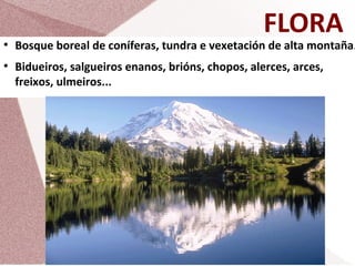 FLORA

●

●

Bosque boreal de coníferas, tundra e vexetación de alta montaña.
Bidueiros, salgueiros enanos, brións, chopos, alerces, arces,
freixos, ulmeiros...

 