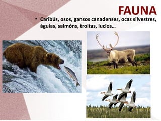 ●

FAUNA
Caribús, osos, gansos canadenses, ocas silvestres,
águias, salmóns, troitas, lucios…

 