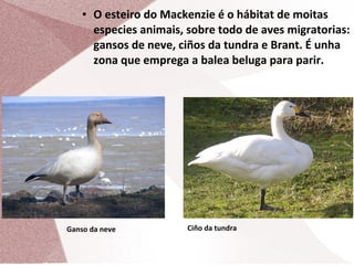 ●

O esteiro do Mackenzie é o hábitat de moitas
especies animais, sobre todo de aves migratorias:
gansos de neve, ciños da tundra e Brant. É unha
zona que emprega a balea beluga para parir.

Ganso da neve

Ciño da tundra

 