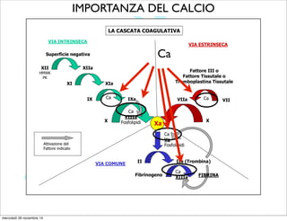 www.vetla
PROTEINA C
PROTEINA S
LA CASCATA COAGULATIVA
VIA INTRINSECA
VIA ESTRINSECA
Superficie negativa
XII
HMWK
PK
XIIa
XI XIa
IX IXaCa
X
Xa
X
Ca
VIIIa
Fosfolipidi
Ca
Va
Fosfolipidi
II IIa (Trombina)
VIIa VIICa
Fattore III o
Fattore Tissutale o
Tromboplastina Tissutale
VIA COMUNE
Fibrinogeno FIBRINA
Ca
XIIIa
Attivazione del
Fattore indicato
IMPORTANZA DEL CALCIO
Ca
mercoledì 26 novembre 14
 