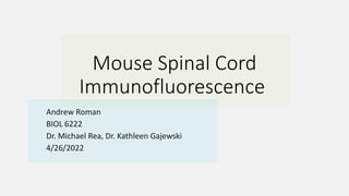 Mouse Spinal Cord
Immunofluorescence
Andrew Roman
BIOL 6222
Dr. Michael Rea, Dr. Kathleen Gajewski
4/26/2022
 