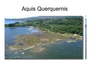 Aquis Querquernis
 