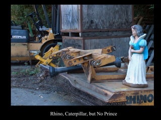 Rhino, Caterpillar, but No Prince
 