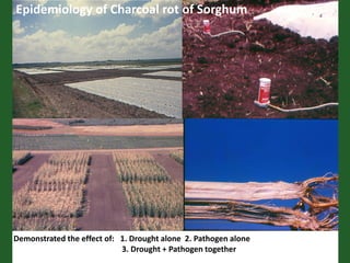 Romance to remember: A journey of four decades