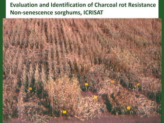 Romance to remember: A journey of four decades