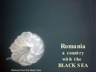 Meduse from the Black Sea Romania a country with the   BLACK SEA 