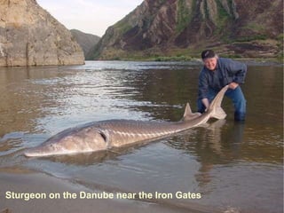 Sturgeon on the Danube near the Iron Gates 