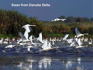 Swan from Danube Delta 