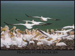 PELICANS AT THE BLACK SEA 