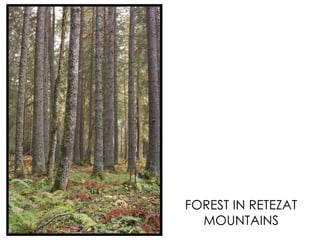 FOREST IN RETEZAT MOUNTAINS 