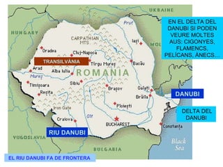 DANUBI RIU DANUBI EN EL DELTA DEL DANUBI SI PODEN VEURE MOLTES AUS: CIGONYES, FLAMENCS, PELÍCANS, ÀNECS… DELTA DEL DANUBI TRANSILVÀNIA EL RIU DANUBI FA DE FRONTERA   