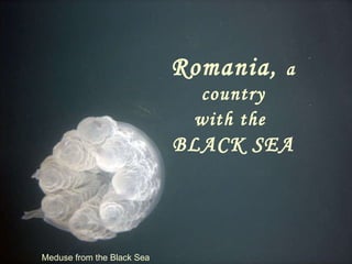 Meduse from the Black Sea Romania ,  a country with the   BLACK SEA 