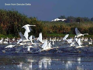 Swan from Danube Delta 