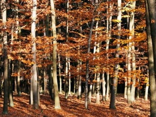 Autumn in the forest 