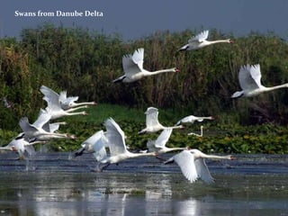 Swans from Danube Delta 