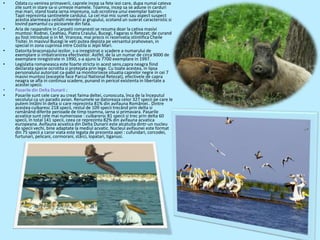 •   Odata cu venirea primaverii, caprele incep sa fete iezi care, dupa numai cateva
    zile sunt in stare sa-si urmeze mamele. Toamna, incep sa se adune in carduri
    mai mari, stand toata iarna impreuna, sub ocrotirea unui exemplar batran.
    Tapii reprezinta santinelele cardului. La cel mai mic sunet sau aspect suspect
    acestia alarmeaza ceilalti membri ai grupului, scotand un suierat caracteristic si
    lovind pamantul cu picioarele din fata.
•   Aria de raspandire in Carpatii romanesti se rezuma doar la cativa masivi
    muntosi: Rodnei, Ceahlau, Piatra Craiului, Bucegi, Fagaras si Retezat; de curand
    au fost introduse si in M. Vrancea, mai precis in rezervatia stiintifica Cheile
    Tisitei. In masivul Bucegi le veti putea depista pe versantul prahovean, in
    special in zona cuprinsa intre Costila si Jepii Mari.
•   Datorita braconajului iezilor, s-a inregistrat o scadere a numarului de
    exemplare si imbatranirea efectivelor. Astfel, de la un numar de circa 9000 de
    exemplare inregistrate in 1990, s-a ajuns la 7700 exemplare in 1997.
•   Legislatia romaneasca este foarte stricta in acest sens,capra neagra fiind
    declarata specie ocrotita si protejata prin lege. Cu toate acestea, in lipsa
    personalului autorizat ca-pabil sa monitorizeze situatia caprelor negre in cei 7
    masivi muntosi (exceptie face Parcul National Retezat), efectivele de capra
    neagra se afla in continua scadere, punand in pericol existenta in libertate a
    acestei specii.
•   Pasarile din Delta Dunarii :
•   Pasarile sunt cele care au creat faima deltei, cunoscuta, înca de la începutul
    secolului ca un paradis avian. Renumele se datoreaza celor 327 specii pe care le
    putem întâlni în delta si care reprezinta 81% din avifauna României.. Dintre
    acestea cuibaresc 218 specii, restul de 109 specii trecând prin delta si
    ramânând diferite perioade de timp toamna, iarna si primavara. Pasarile
    acvatice sunt cele mai numeroase : cuibarersc 81 specii si trec prin delta 60
    specii, în total 141 specii, ceea ce reprezinta 82% din avifauna acvatica
    europeana. Avifauna acvatica din Delta Dunarii este alcatuita dintr-un nucleu
    de specii vechi, bine adaptate la mediul acvatic. Nucleul avifaunei este format
    din 75 specii a caror viata este legata de prezenta apei : cufundari, corcodei,
    furtunari, pelicani, cormorani, stârci, lopatari, tiganusi.
 