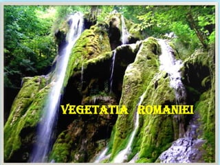 VEGETATIA ROMANIEI
 