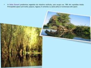 •   In Delta Dunarii predomina vegetatia de mlastina stuficola, care ocupa cca. 78% din suprafata totala.
    Principalele specii sunt stuful, papura, rogozul, în amestec cu salcia pitica si numeroase alte specii.
 