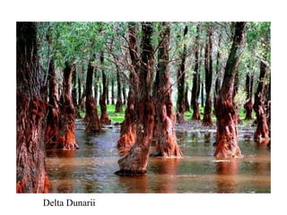 Delta Dunarii 