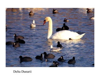 Delta Dunarii 
