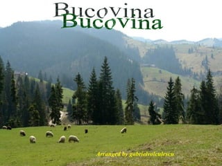 Bucovina Arranged by gabrielvoiculescu 