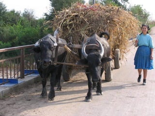 Romania   viata la tara (vb)