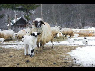 Romania   viata la tara (vb)