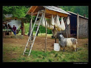 Romania   viata la tara (vb)