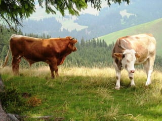 Romania   viata la tara (vb)