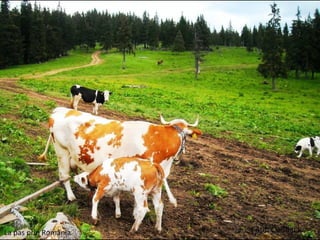 Romania   viata la tara (vb)