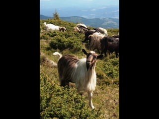Romania   viata la tara (vb)