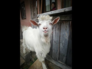 Romania   viata la tara (vb)