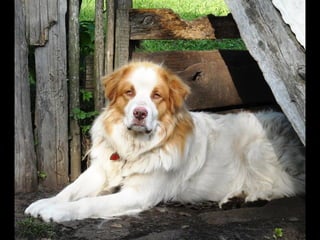 Romania   viata la tara (vb)