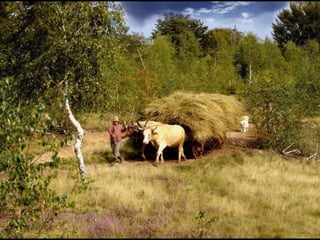 Romania   viata la tara (vb)