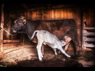 Romania   viata la tara (vb)