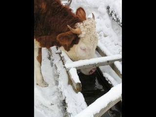 Romania   viata la tara (vb)