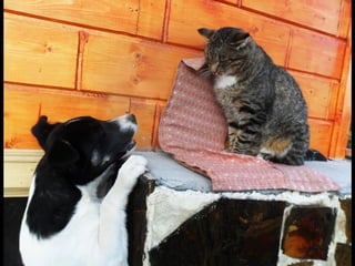 Romania   viata la tara (vb)