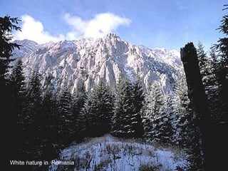 White nature in  Romania 